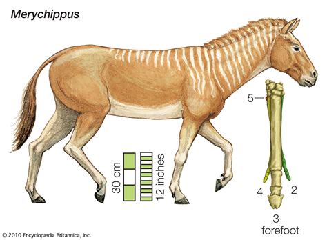 prehistoric ancestor of the horse.